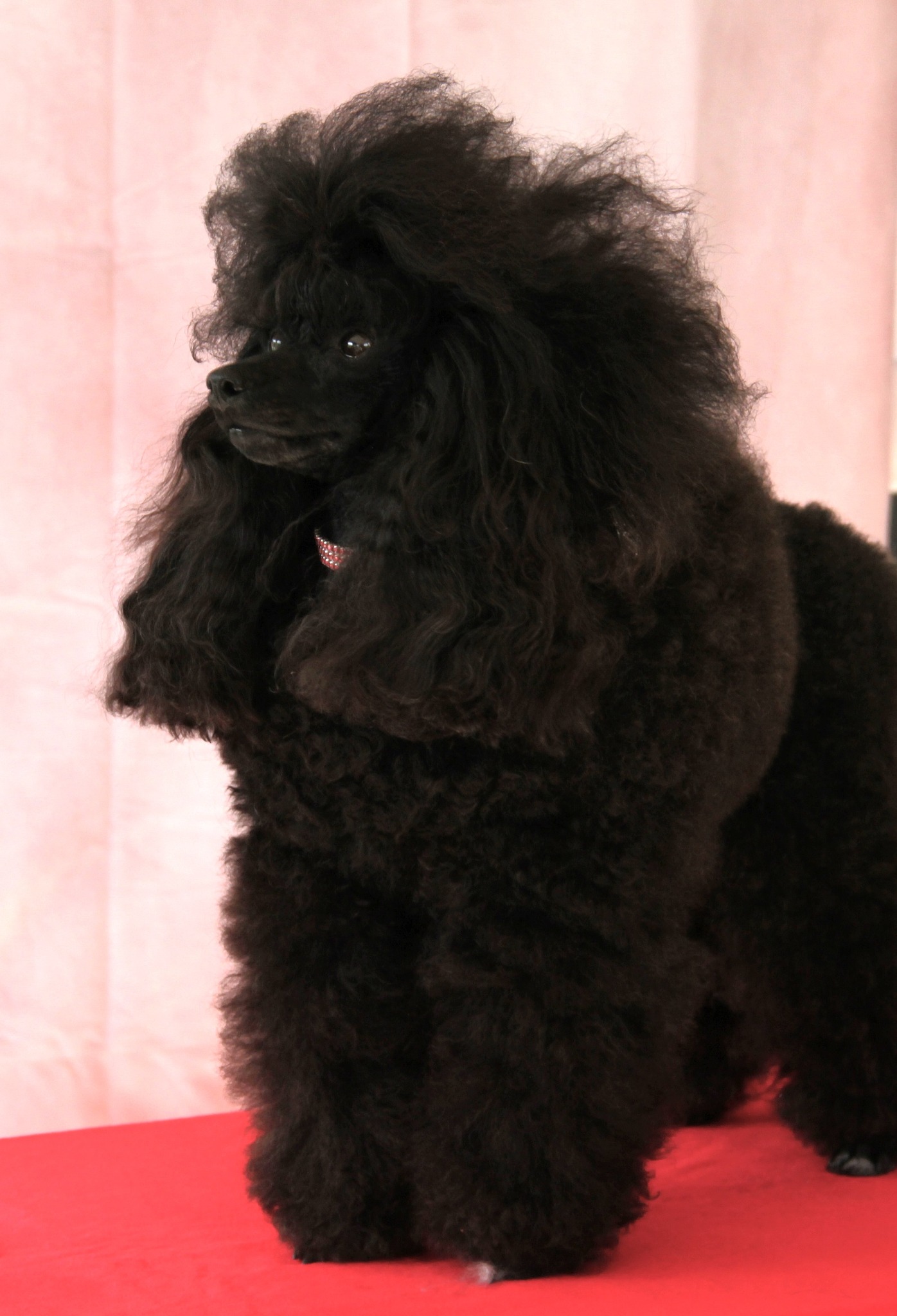 GIULIETTE-N Ayar Poodles