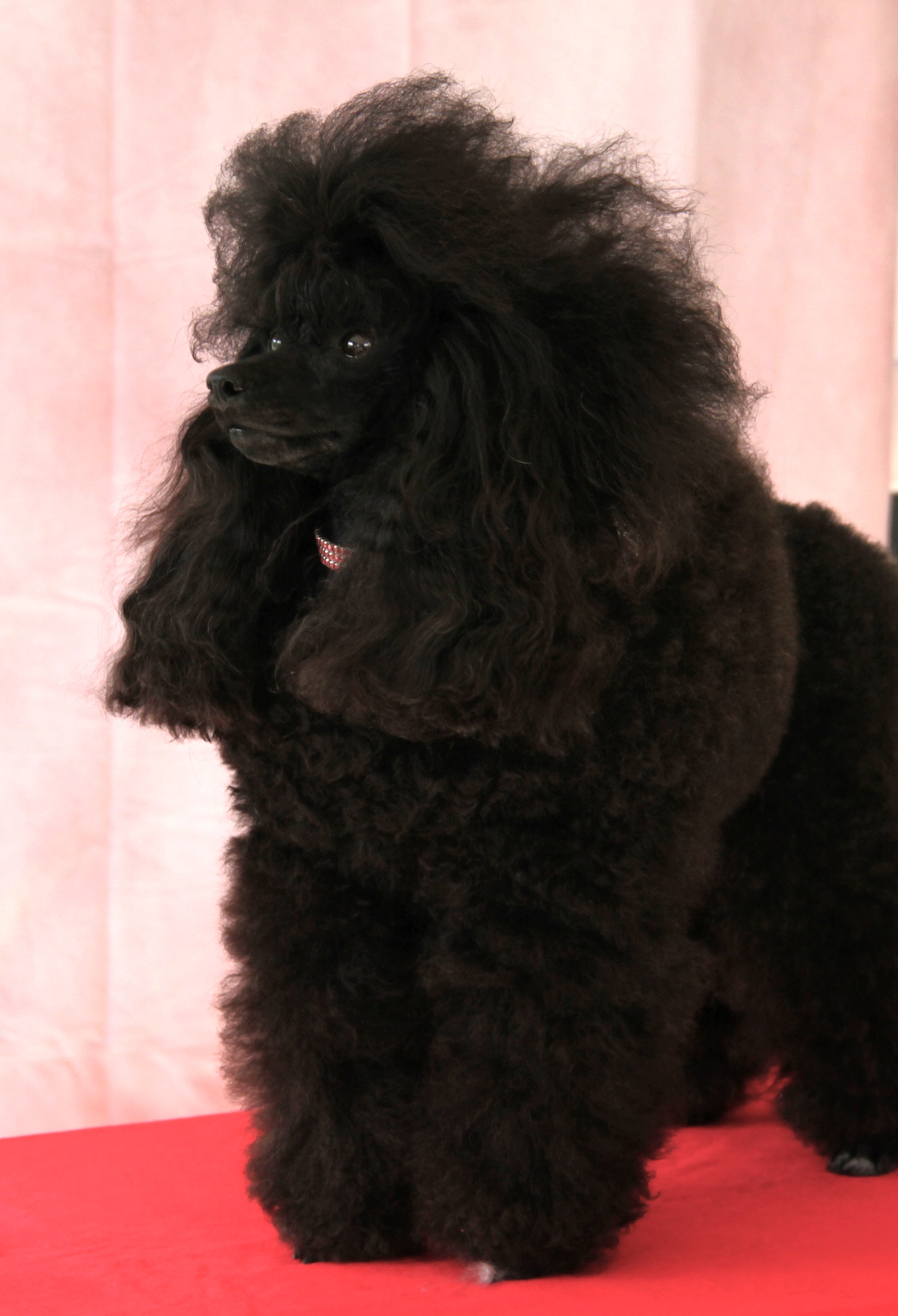 Giuliette aka Emily
