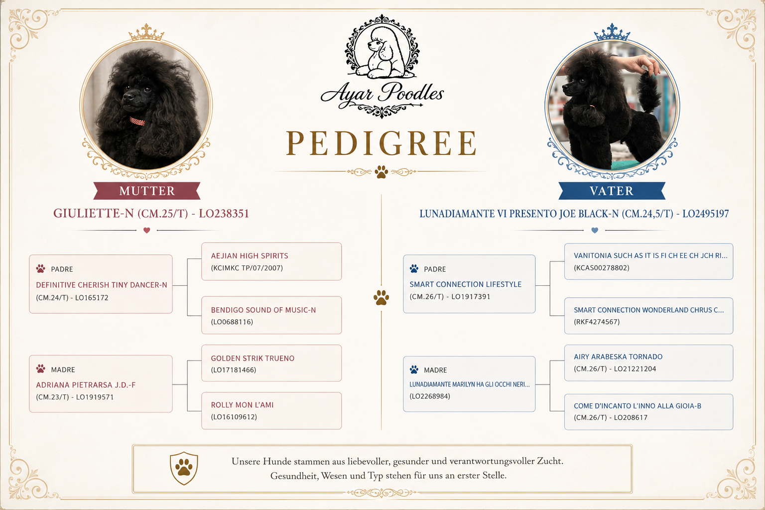 Pedigree B-Wurf Ayar Poodles