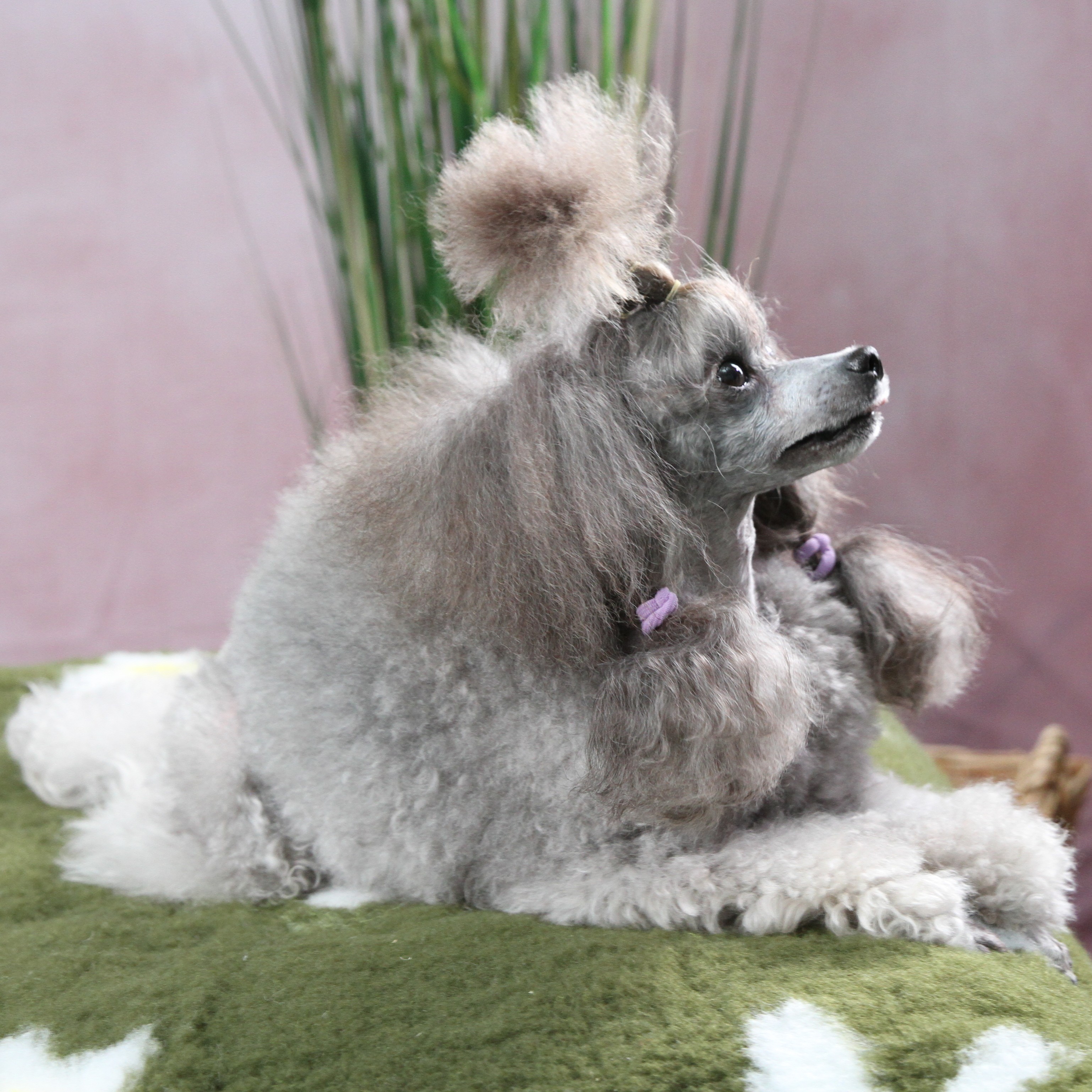 Poodle