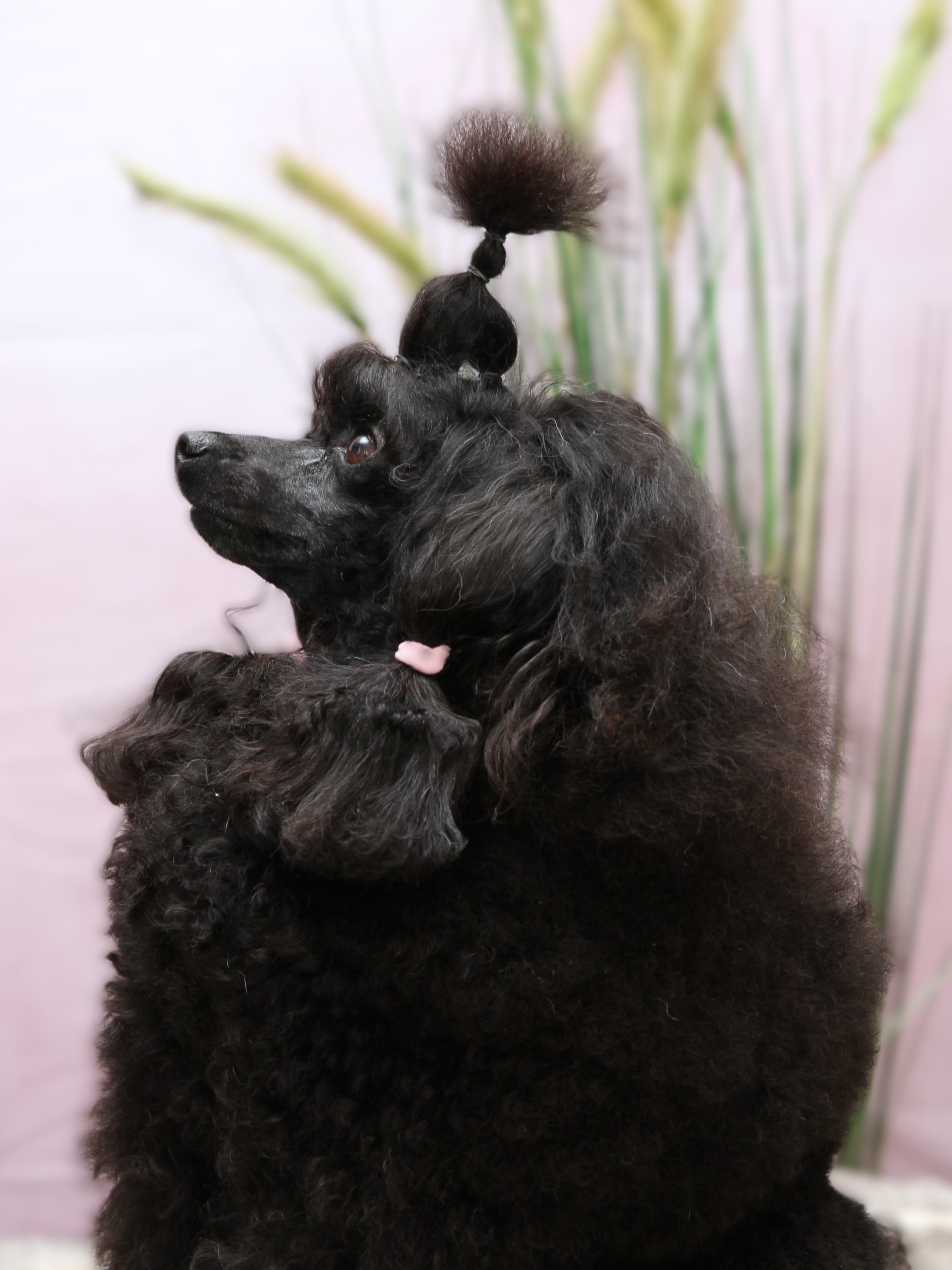 Giuliette